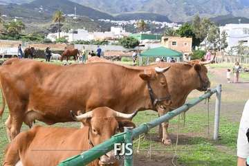 El Valle de los Nueve Alto celebra el día grande de sus fiestas patronales/Francisco Javier Santana.